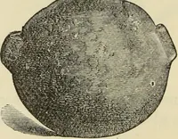An illustration from Ilios; the city and country of the Trojans. The results of researches and discoveries on the site of Troy and throughout the Troad in the years 1871-72-73-78-79, including an autobiography of the author (1880)