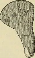An illustration from Ilios; the city and country of the Trojans. The results of researches and discoveries on the site of Troy and throughout the Troad in the years 1871-72-73-78-79, including an autobiography of the author (1880)