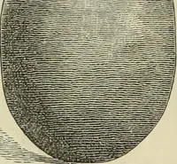 An illustration from Ilios; the city and country of the Trojans. The results of researches and discoveries on the site of Troy and throughout the Troad in the years 1871-72-73-78-79, including an autobiography of the author (1880)