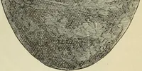 An illustration from Ilios; the city and country of the Trojans. The results of researches and discoveries on the site of Troy and throughout the Troad in the years 1871-72-73-78-79, including an autobiography of the author (1880)