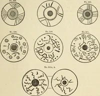 An illustration from Ilios; the city and country of the Trojans. The results of researches and discoveries on the site of Troy and throughout the Troad in the years 1871-72-73-78-79, including an autobiography of the author (1880)
