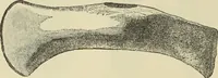 An illustration from Ilios; the city and country of the Trojans. The results of researches and discoveries on the site of Troy and throughout the Troad in the years 1871-72-73-78-79, including an autobiography of the author (1880)