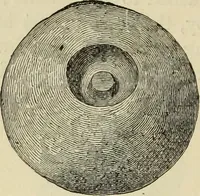 An illustration from Ilios; the city and country of the Trojans. The results of researches and discoveries on the site of Troy and throughout the Troad in the years 1871-72-73-78-79, including an autobiography of the author (1880)
