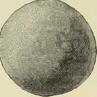 An illustration from Ilios; the city and country of the Trojans. The results of researches and discoveries on the site of Troy and throughout the Troad in the years 1871-72-73-78-79, including an autobiography of the author (1880)