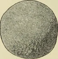 An illustration from Ilios; the city and country of the Trojans. The results of researches and discoveries on the site of Troy and throughout the Troad in the years 1871-72-73-78-79, including an autobiography of the author (1880)