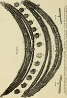 An illustration from Ilios; the city and country of the Trojans. The results of researches and discoveries on the site of Troy and throughout the Troad in the years 1871-72-73-78-79, including an autobiography of the author (1880)