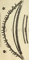 An illustration from Ilios; the city and country of the Trojans. The results of researches and discoveries on the site of Troy and throughout the Troad in the years 1871-72-73-78-79, including an autobiography of the author (1880)