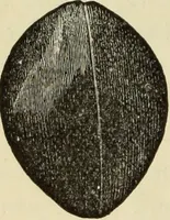 An illustration from Ilios; the city and country of the Trojans. The results of researches and discoveries on the site of Troy and throughout the Troad in the years 1871-72-73-78-79, including an autobiography of the author (1880)