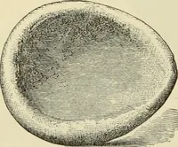 An illustration from Ilios; the city and country of the Trojans. The results of researches and discoveries on the site of Troy and throughout the Troad in the years 1871-72-73-78-79, including an autobiography of the author (1880)