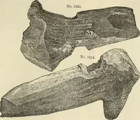 An illustration from Ilios; the city and country of the Trojans. The results of researches and discoveries on the site of Troy and throughout the Troad in the years 1871-72-73-78-79, including an autobiography of the author (1880)