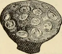 An illustration from Ilios; the city and country of the Trojans. The results of researches and discoveries on the site of Troy and throughout the Troad in the years 1871-72-73-78-79, including an autobiography of the author (1880)