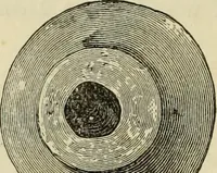 An illustration from Ilios; the city and country of the Trojans. The results of researches and discoveries on the site of Troy and throughout the Troad in the years 1871-72-73-78-79, including an autobiography of the author (1880)