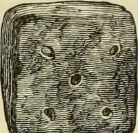 An illustration from Ilios; the city and country of the Trojans. The results of researches and discoveries on the site of Troy and throughout the Troad in the years 1871-72-73-78-79, including an autobiography of the author (1880)