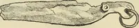 An illustration from Ilios; the city and country of the Trojans. The results of researches and discoveries on the site of Troy and throughout the Troad in the years 1871-72-73-78-79, including an autobiography of the author (1880)