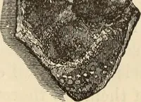 An illustration from Ilios; the city and country of the Trojans. The results of researches and discoveries on the site of Troy and throughout the Troad in the years 1871-72-73-78-79, including an autobiography of the author (1880)