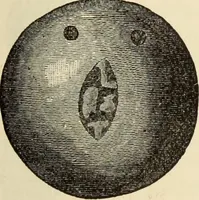 An illustration from Ilios; the city and country of the Trojans. The results of researches and discoveries on the site of Troy and throughout the Troad in the years 1871-72-73-78-79, including an autobiography of the author (1880)
