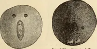 An illustration from Ilios; the city and country of the Trojans. The results of researches and discoveries on the site of Troy and throughout the Troad in the years 1871-72-73-78-79, including an autobiography of the author (1880)