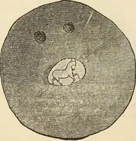 An illustration from Ilios; the city and country of the Trojans. The results of researches and discoveries on the site of Troy and throughout the Troad in the years 1871-72-73-78-79, including an autobiography of the author (1880)