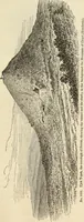 An illustration from Ilios; the city and country of the Trojans. The results of researches and discoveries on the site of Troy and throughout the Troad in the years 1871-72-73-78-79, including an autobiography of the author (1880)