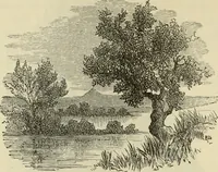 An illustration from Ilios; the city and country of the Trojans. The results of researches and discoveries on the site of Troy and throughout the Troad in the years 1871-72-73-78-79, including an autobiography of the author (1880)