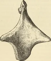 An illustration from Ilios; the city and country of the Trojans. The results of researches and discoveries on the site of Troy and throughout the Troad in the years 1871-72-73-78-79, including an autobiography of the author (1880)