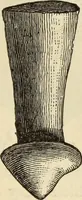 An illustration from Ilios; the city and country of the Trojans. The results of researches and discoveries on the site of Troy and throughout the Troad in the years 1871-72-73-78-79, including an autobiography of the author (1880)