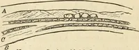An illustration from Ilios; the city and country of the Trojans. The results of researches and discoveries on the site of Troy and throughout the Troad in the years 1871-72-73-78-79, including an autobiography of the author (1880)