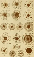 An illustration from Ilios; the city and country of the Trojans. The results of researches and discoveries on the site of Troy and throughout the Troad in the years 1871-72-73-78-79, including an autobiography of the author (1880)