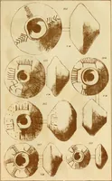 An illustration from Ilios; the city and country of the Trojans. The results of researches and discoveries on the site of Troy and throughout the Troad in the years 1871-72-73-78-79, including an autobiography of the author (1880)