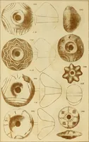 An illustration from Ilios; the city and country of the Trojans. The results of researches and discoveries on the site of Troy and throughout the Troad in the years 1871-72-73-78-79, including an autobiography of the author (1880)