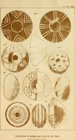 An illustration from Ilios; the city and country of the Trojans. The results of researches and discoveries on the site of Troy and throughout the Troad in the years 1871-72-73-78-79, including an autobiography of the author (1880)