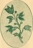 An illustration from Illustrated book of patterns for lace making (1878)