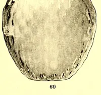 An illustration from Illustrated catalogue of the beautiful oriental porcelains and other valuable art objects : belonging to the estate of the late M.C.D. Borden, Esq (1913)