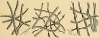 An illustration from Illustrated catalogue and price list. (1897)