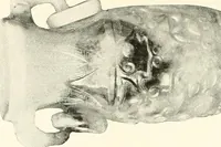 An illustration from Illustrated catalogue of a remarkable collection of ancient oriental imperial treasures of rare artistic distinction, recently procured in China and Japan, to be sold at unrestricted public sale by direction of the well-known firm of Messrs. Yamanaka & Co. .. (1916)