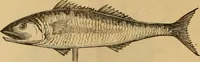 An illustration from Illustrated catalogue and price list of copper weather vanes, bannerets and finials / manufactured by A.B. & W.T. Westervelt. (1883)