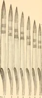An illustration from Illustrated catalogue and price list of artists' materials, gold points, bronze powders, metallics, metal leaf, (1897)