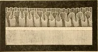 An illustration from Illustrated catalogue and shopping guide. (1886)