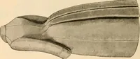 An illustration from Illustrated catalogue and shopping guide. (1886)