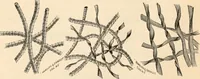 An illustration from Illustrated catalogue and price list. (1901)