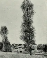 An illustration from Illustrated catalogue of oil and water color paintings by Dutch, French, English, American and Italian artists belonging to the estate of the late James S. Inglis, to be sold at unrestricted public sale ... on ... [March 9th and 10th, 1910] : the sale will be conducted by Mr. Thomas E. Kirby, of the American Art Association, managers (1910)