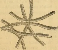 An illustration from Illustrated catalogue .. (1891)