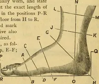 An illustration from Illustrated catalogue .. (1891)