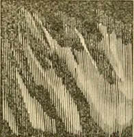 An illustration from Illustrated catalogue and price list (1875)