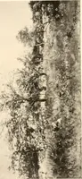An illustration from Illustrated catalogue of the valuable paintings and sculptures by old and modern masters forming the famous Catholina Lambert collection (1916)