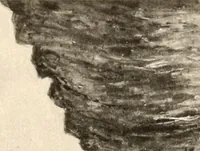Picture 52 of 204 from Illustrated catalogue of the valuable paintings and sculptures by old and modern masters forming the famous Catholina Lambert collection (1916), leaf 195