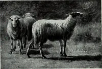 An illustration from Illustrated catalogue of the highly important collection of foreign and American paintings, to be sold at unrestricted public sale in the grand ballroom of the Plaza Hotel .. (1913)