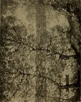 Picture 37 of 49 from Illustrated catalogue of the completed pictures left by the late Henry Ward Ranger, N.A. : and his collection of works by some of his contemporaries (1917), leaf 114