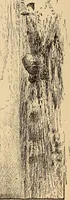 An illustration from Illustrated catalogue of the art gallery of the Southern Exposition, Louisville, Ky., August 16-October 25, 1884 (1884)