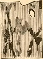 An illustration from Illustrated catalogue of Wadsworth, Howland & Co. : importers and dealers in artists' supplies and architects' and engineers' stationery. (1885)